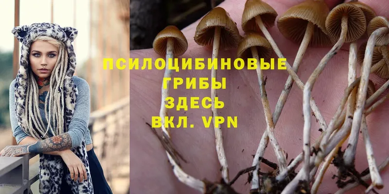 Псилоцибиновые грибы Cubensis  как найти наркотики  Зима 